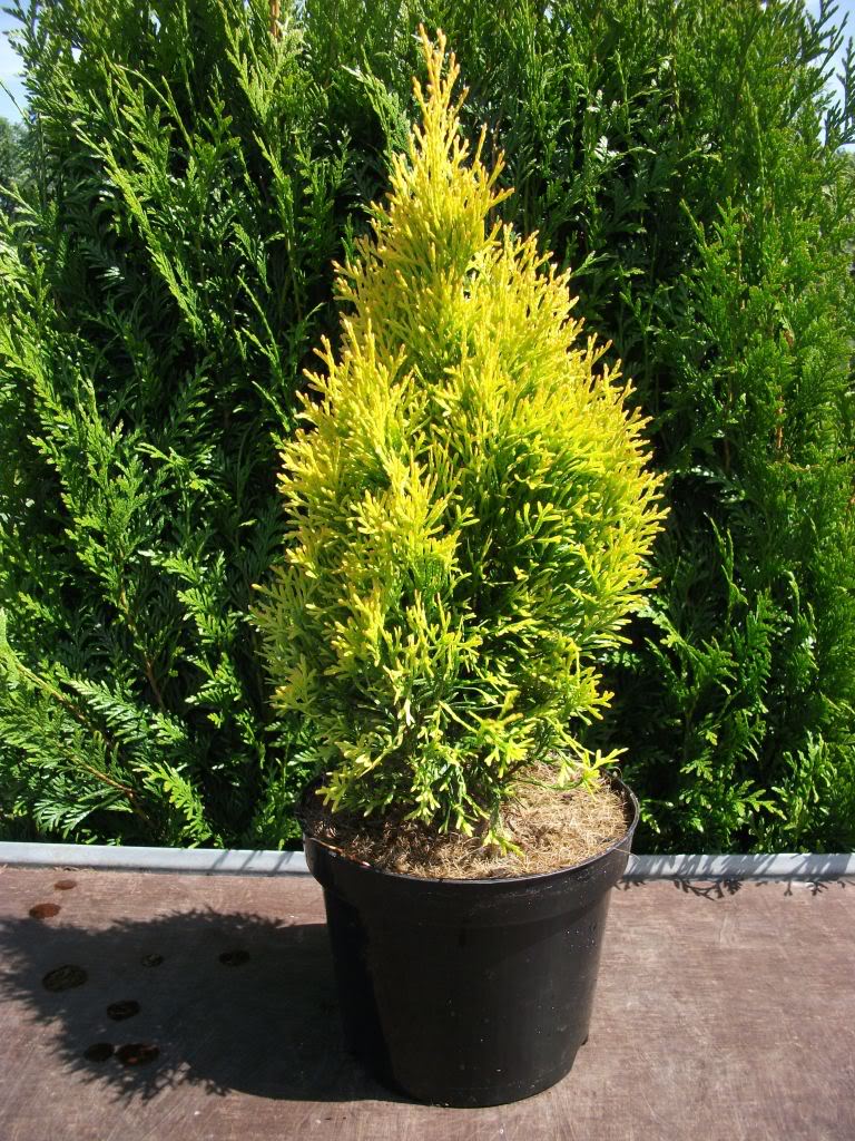 Туя западная Голден Смарагд